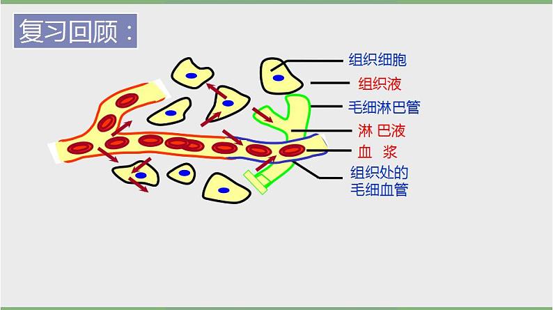 2021-2022学年高二上学期生物人教版（2019）选择性必修一1.1.2细胞生活的环境课件03