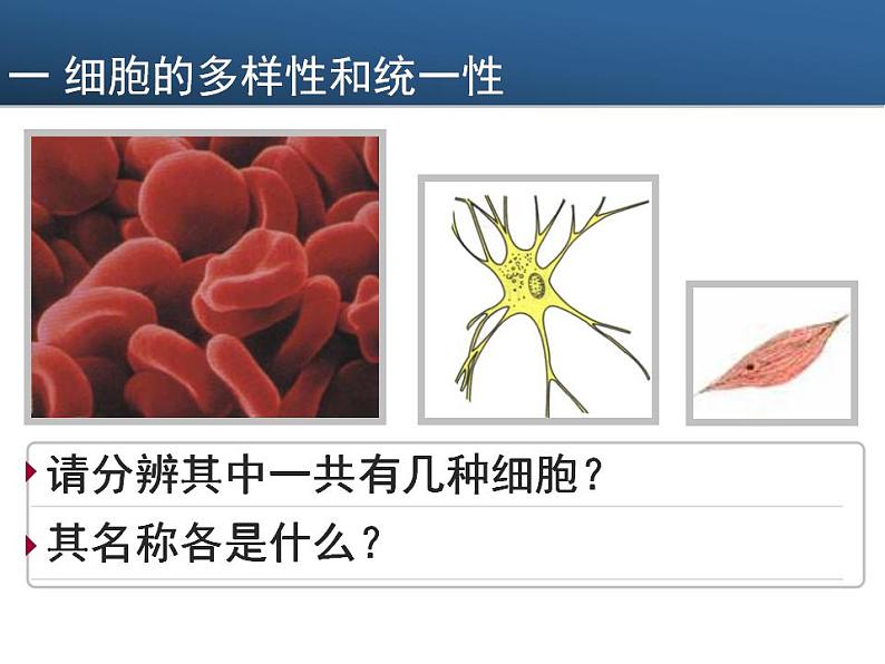 高中生物必修一 《第2节 细胞的多样性和统一性》多媒体精品课件第4页