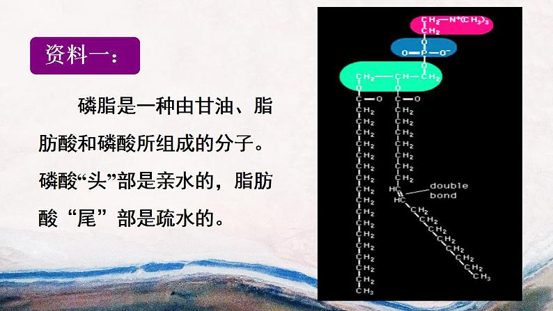 高中生物必修一 《第1节 细胞膜的结构和功能》获奖说课课件03