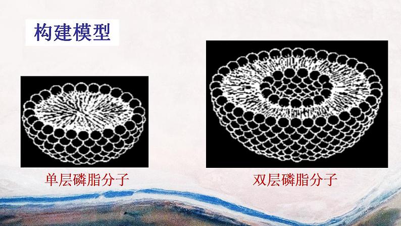 高中生物必修一 《第1节 细胞膜的结构和功能》获奖说课课件06