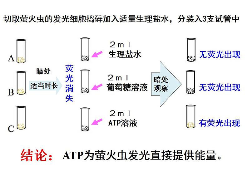 高中生物必修一 《第2节 细胞的能量“货币”ATP》名师优质课课件04