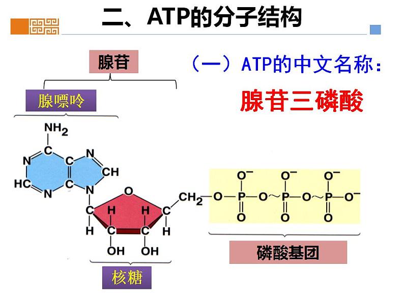 高中生物必修一 《第2节 细胞的能量“货币”ATP》名师优质课课件08