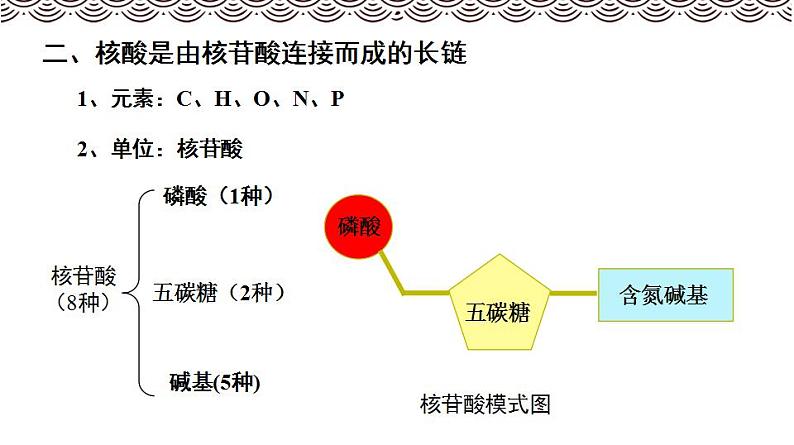 高中生物必修一 《第5节 核酸是遗传信息的携带者》集体备课课件05