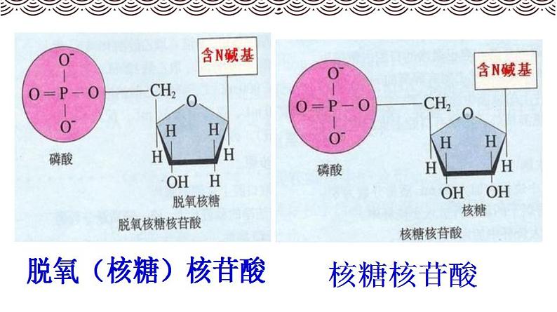高中生物必修一 《第5节 核酸是遗传信息的携带者》集体备课课件06