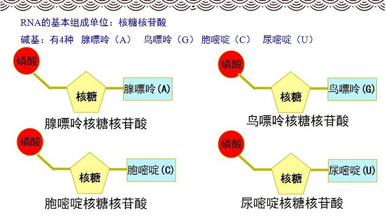 高中生物必修一 《第5节 核酸是遗传信息的携带者》集体备课课件08