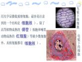 高中生物必修一 3.3 细胞核的结构和功能 课件（含视频和思维导图）