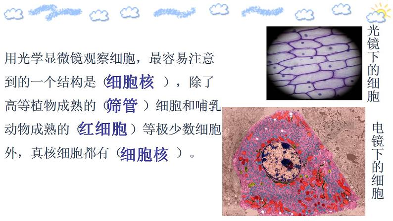 高中生物必修一 3.3 细胞核的结构和功能 课件第4页