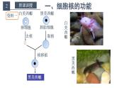 高中生物必修一 3.3 细胞核的结构和功能 课件（含视频和思维导图）