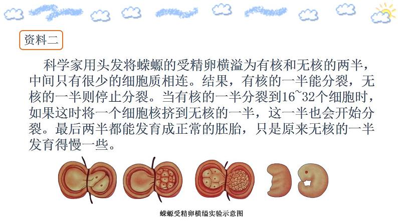 高中生物必修一 3.3 细胞核的结构和功能 课件第7页