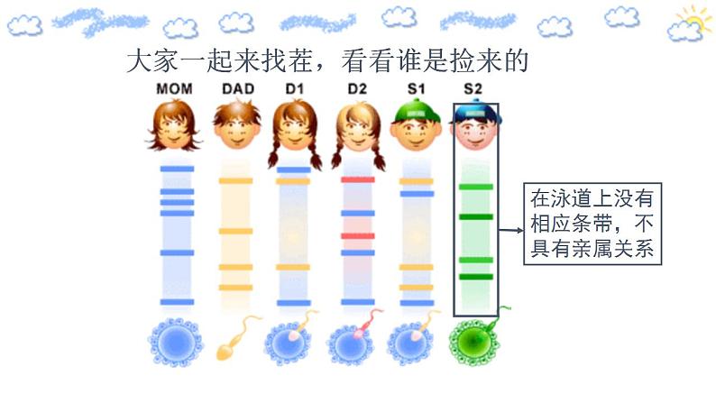 高中生物必修一 2.5 核酸是遗传信息的携带者 课件第4页