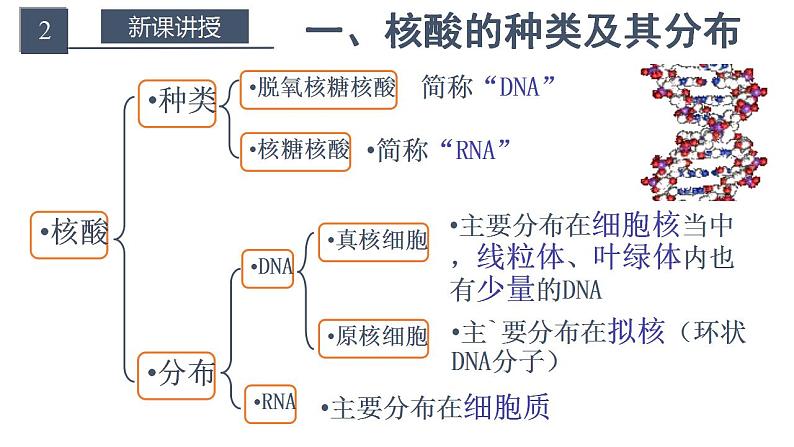 高中生物必修一 2.5 核酸是遗传信息的携带者 课件第6页