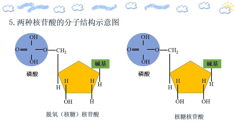 高中生物必修一 2.5 核酸是遗传信息的携带者 课件第8页