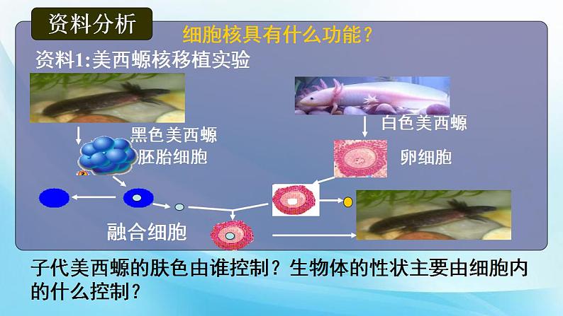 高中生物必修一 《第3节 细胞核的结构和功能》集体备课课件第8页