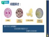 高中生物必修一 4.1被动运输课件