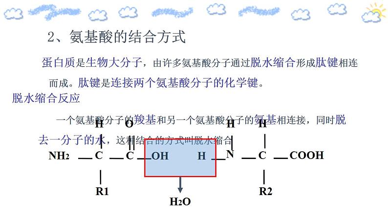 高中生物必修一 2.4.2 蛋白质是生命活动的主要承担者 课件）第5页