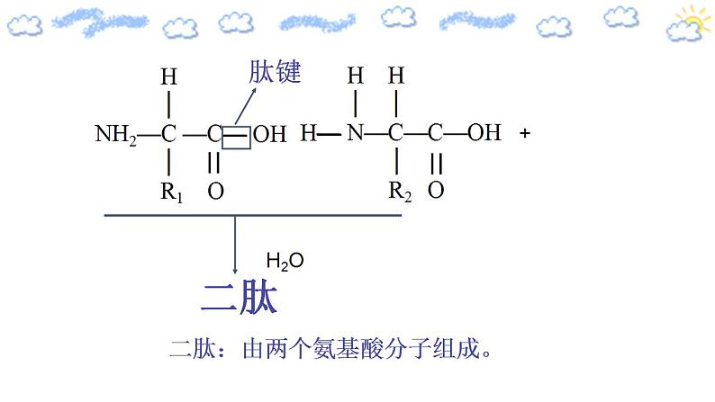 高中生物必修一 2.4.2 蛋白质是生命活动的主要承担者 课件）第6页