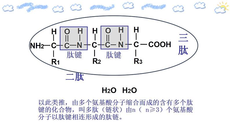 高中生物必修一 2.4.2 蛋白质是生命活动的主要承担者 课件）第7页