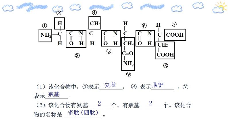 高中生物必修一 2.4.2 蛋白质是生命活动的主要承担者 课件）第8页