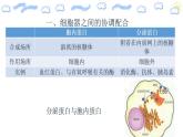 高中生物必修一 3.2.2 细胞器之间的分工合作 课件(共21张)