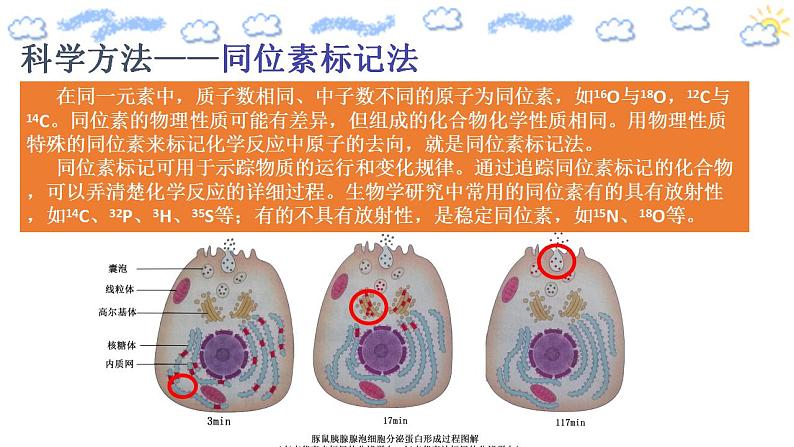 高中生物必修一 3.2.2 细胞器之间的分工合作 课件(共21张)第6页