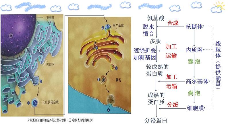 高中生物必修一 3.2.2 细胞器之间的分工合作 课件(共21张)第7页