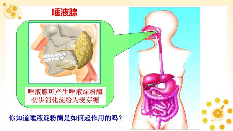 高中生物必修一 《一 酶的作用和本质》获奖说课课件04