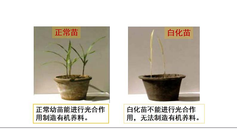 高中生物必修一 《二 光合作用的原理和应用》名师优质课课件第4页