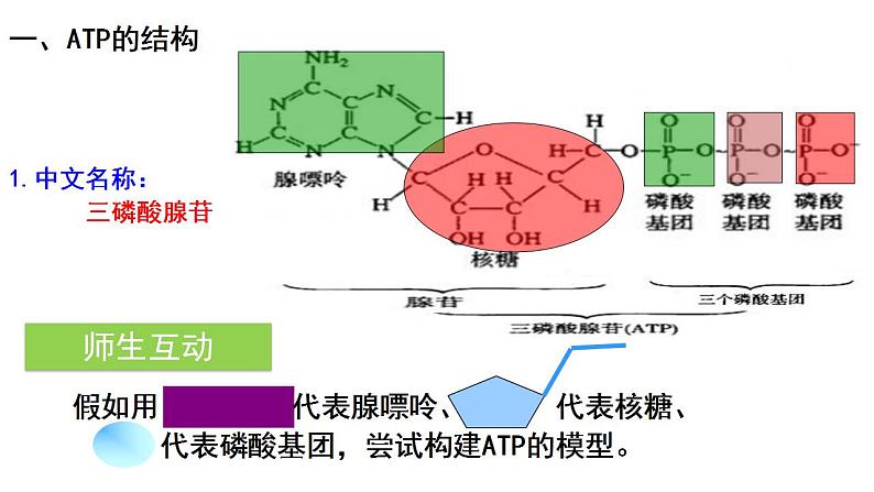 高中生物必修一 《第2节 细胞的能量“货币”ATP》精品说课课件05