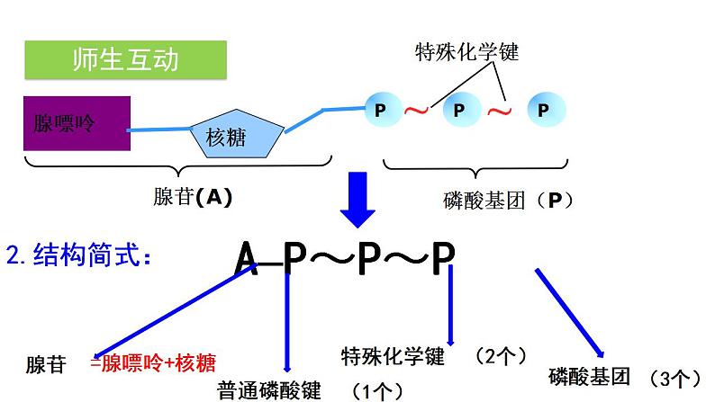 高中生物必修一 《第2节 细胞的能量“货币”ATP》精品说课课件06