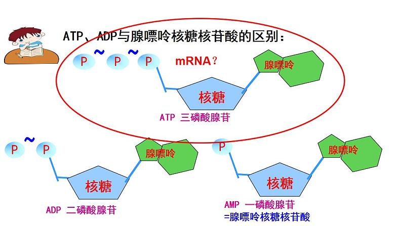 高中生物必修一 《第2节 细胞的能量“货币”ATP》精品说课课件07