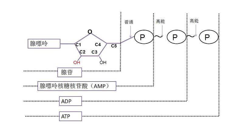 高中生物必修一 《第2节 细胞的能量“货币”ATP》精品说课课件08