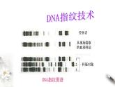 高中生物必修一 2.5 核酸是遗传信息的携带者 课件(共16张)