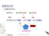 高中生物必修一 2.5 核酸是遗传信息的携带者 课件(共16张)