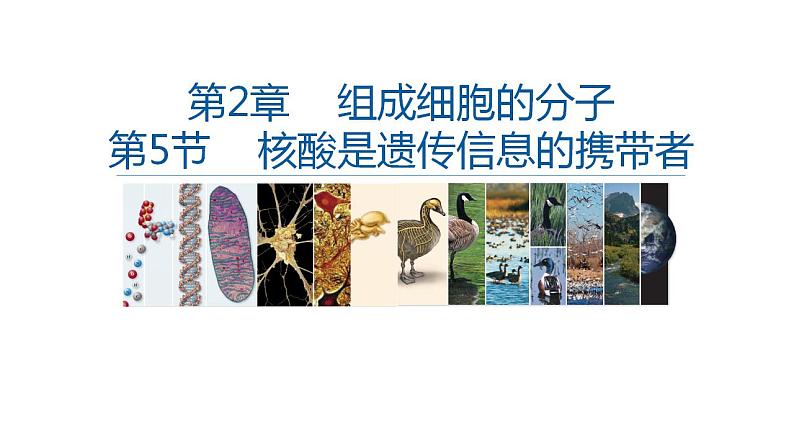 高中生物必修一 2.5核酸是遗传信息的携带者 课件-2021-2022学年高一上学期第1页