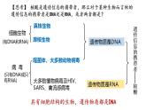 高中生物必修一 2.5核酸是遗传信息的携带者 课件-2021-2022学年高一上学期