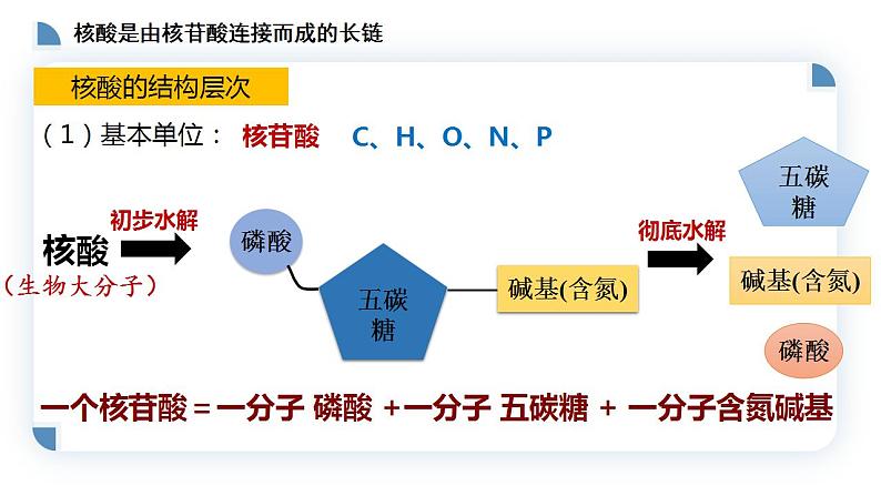 高中生物必修一 2.5核酸是遗传信息的携带者 课件-2021-2022学年高一上学期第6页