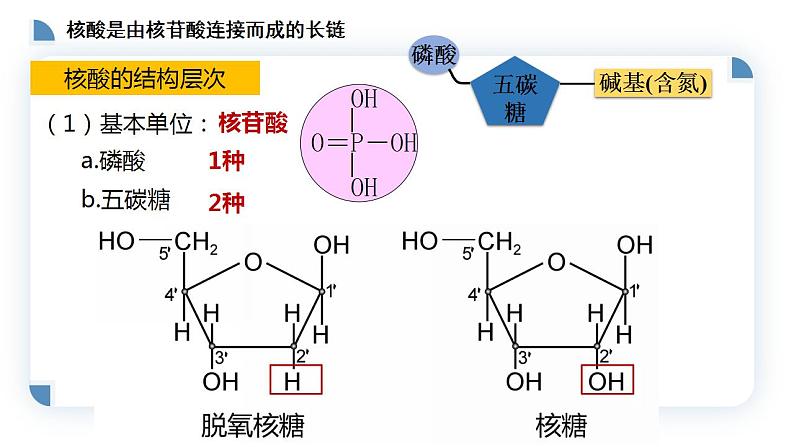 高中生物必修一 2.5核酸是遗传信息的携带者 课件-2021-2022学年高一上学期第7页