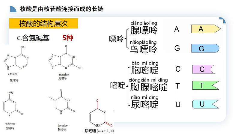 高中生物必修一 2.5核酸是遗传信息的携带者 课件-2021-2022学年高一上学期第8页