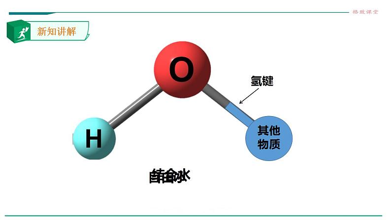 高中生物必修一 2.2细胞中的无机物 课件第5页