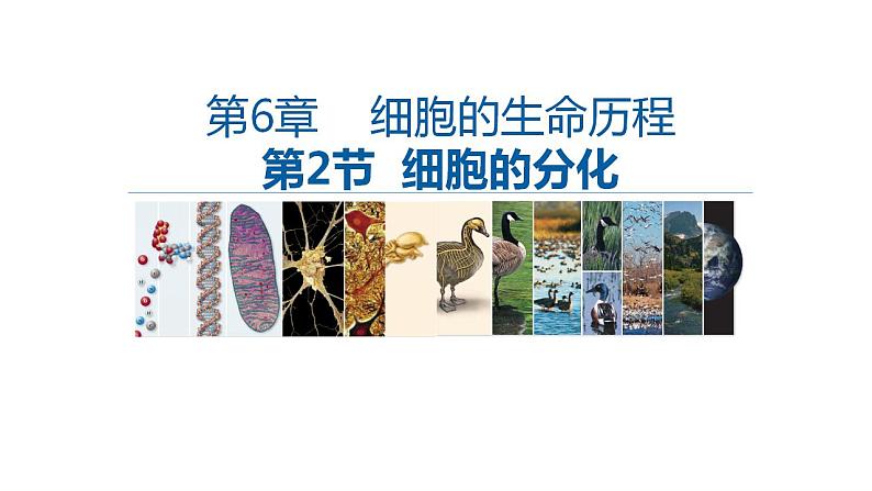 高中生物必修一 6.2细胞的分化 课件-2021-2022学年高一上学期01