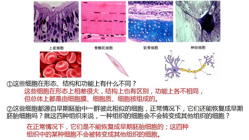 高中生物必修一 6.2细胞的分化 课件-2021-2022学年高一上学期03