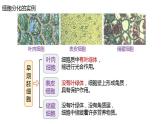 高中生物必修一 6.2细胞的分化 课件-2021-2022学年高一上学期