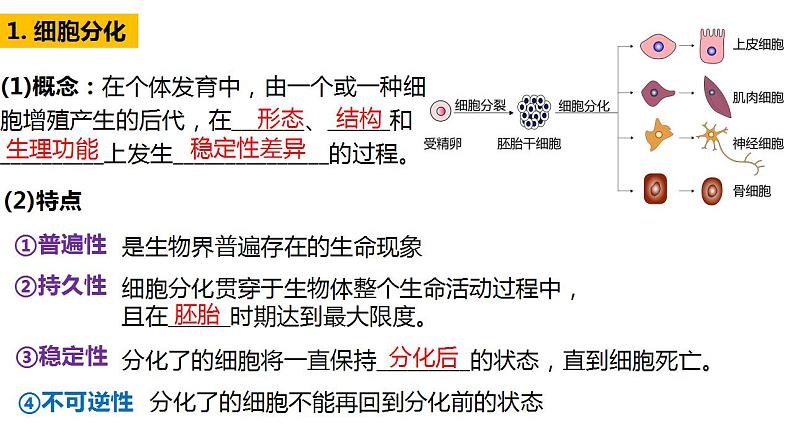 高中生物必修一 6.2细胞的分化 课件-2021-2022学年高一上学期05