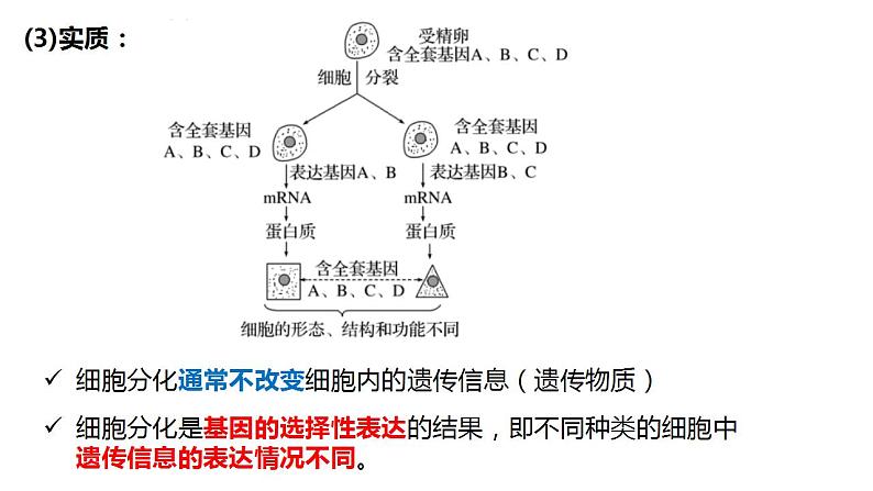 高中生物必修一 6.2细胞的分化 课件-2021-2022学年高一上学期06