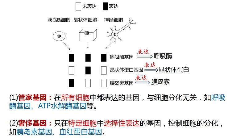 高中生物必修一 6.2细胞的分化 课件-2021-2022学年高一上学期07