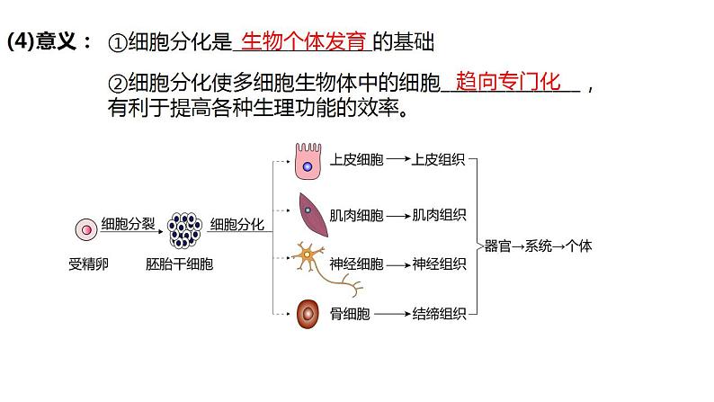 高中生物必修一 6.2细胞的分化 课件-2021-2022学年高一上学期08