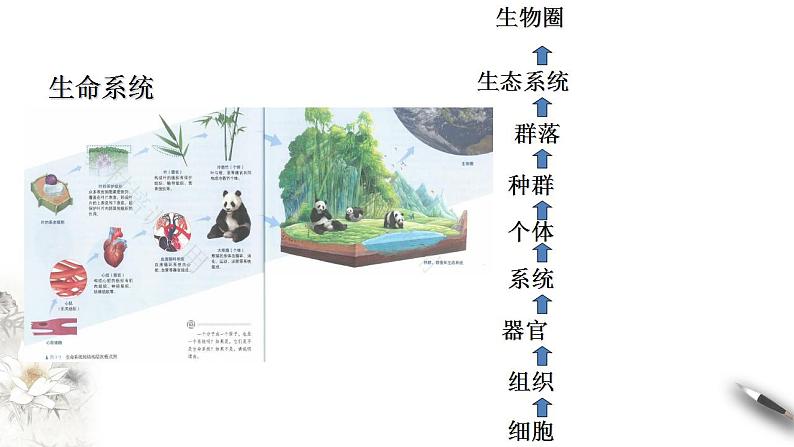 高中生物必修一 1.1 细胞是生命活动的基本单位 课件05