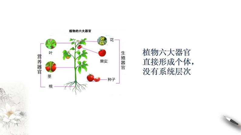 高中生物必修一 1.1 细胞是生命活动的基本单位 课件06