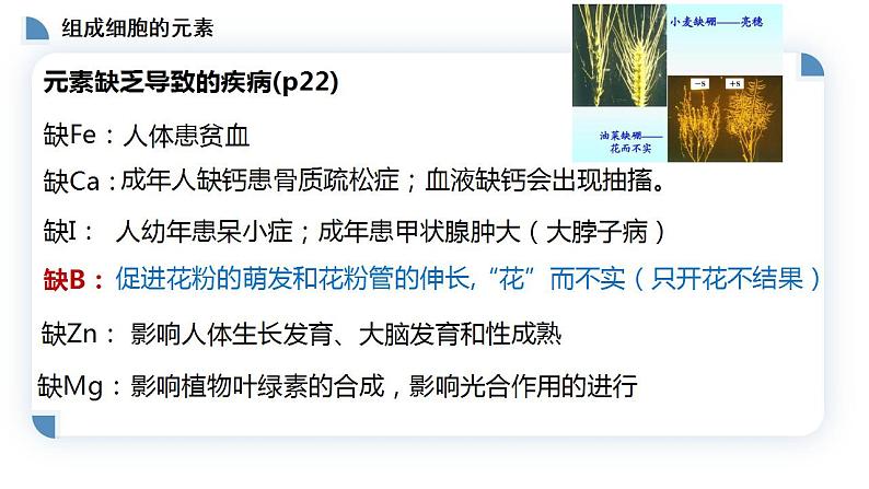 高中生物必修一 2.1细胞中的元素和化合物 课件-2021-2022学年高一上学期08