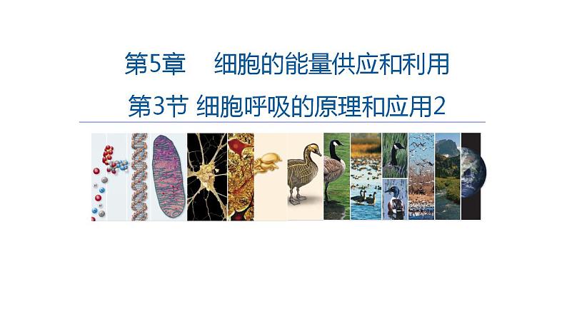 高中生物必修一 5.3细胞呼吸的原理和应用(2) 课件-2021-2022学年高一上学期第1页